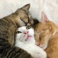 張騫